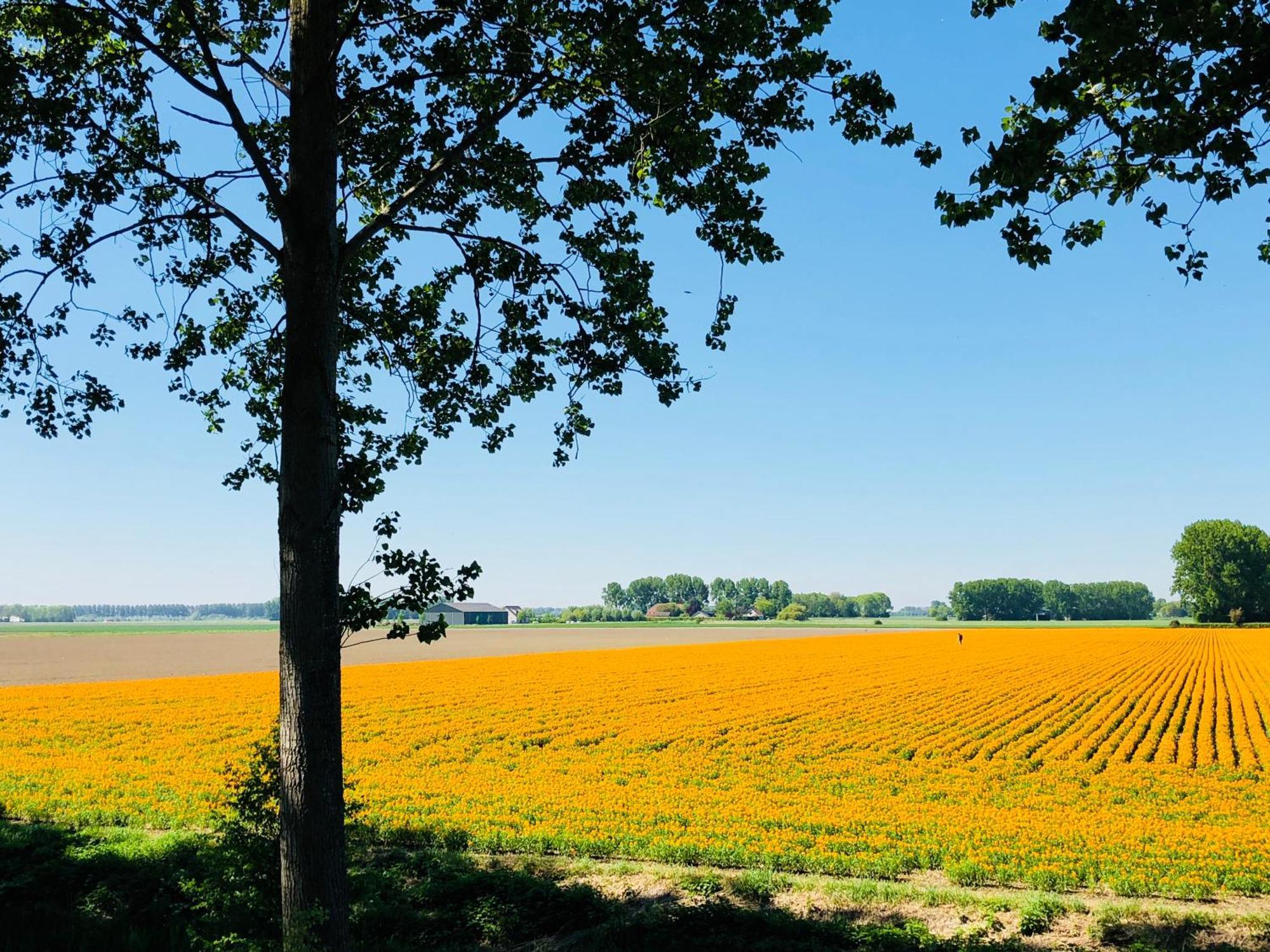 Bed and Breakfast Slapen Bij De Zeeuwse Lala IJzendijke Экстерьер фото